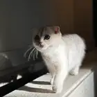 قطه انثى عمر سنه لمحبين الإنتاج ( احتمال تكون حامل )