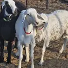 ذبايح طليان ب1250