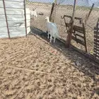 خروف حري 4شهر 5شهر