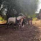 معزى هجين وعل وفحل ولد وعل