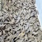 عود طبيعي محسن كمبودي التايقر