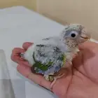 فروخ كنيور ( تم البيع )