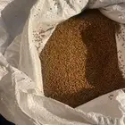 بذر برسيم حساوي