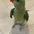 للبيع فرخ درة نيبالي ذكر