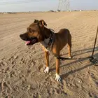 كلب بيتبول للبيع جده