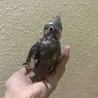 فرخ كروان اليف