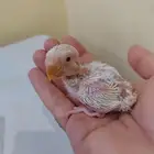 فروخ روز ( تم البيع)