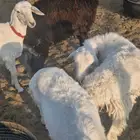 ذبايح طليان ب1250