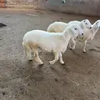 خرفان مناسبات للبيع مولده ومرباه عندى شعير وبرسيم فقط