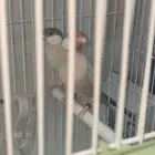 جوز جاوا كريمي وعيون احمر صبغه قويه وحجم جبار