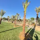 يوجد لدينار نخيل واشنطونياء زينه شامل التوصيل والزراعه