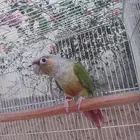 كنيور وطبات بادجي البينو ولاتينو