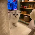 قطة آنثى سكوتش