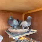 حمام زاجل سباق