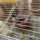 زوج روز متاح