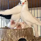 دنش للبيع جوز معه عياله