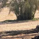 فراخه وجثايث للييع