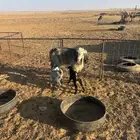 عنزين مواليد