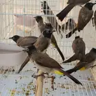 بلابل بلبل بلبول سوري الاحساء