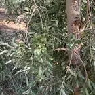 اشجار زيتون