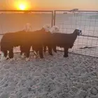 طليان نجادا صنف 4 العدد