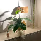 هديه نبات طبيعي فيلوديندرون الأميرة البيضاء