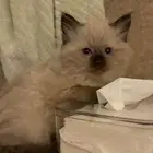 ذكر همالايا