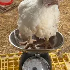 دجاج لاحم للبيع