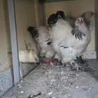 دجاج براها . دجاجتين وديك عمر 7 شهور باقي ليه ايام وينتج