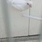 ذكر روز البينو