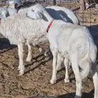 ذبايح طليان ب1250