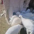 طليان رفد للبيع