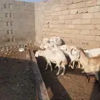 عراض لكم 8ضان وخروف