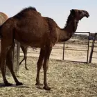 بكره صفراء حقه