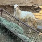 خروف وتيس جذعان