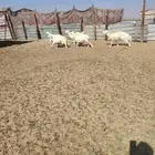 تلي خروف 3 رخل 2 عمر5شهر 3 شهر