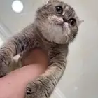 قطه سكوتش فولد حامل( تم البيع)