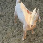 الدلم الصحنه