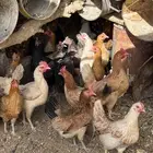 دجاج بلدي بياض