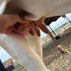 بقره للليع شرط .