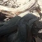 أثل محلي للبيع