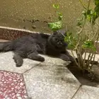 للبيع قط هملايا