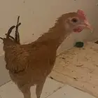 ديك بادي. للبيع