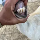 معزا وتبعها فاخره