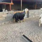 طلي نجدي للبيع