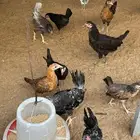 دجاج بشاير عمر 4 اشهر