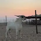 للبيع فحل بيشي صنف فاخر