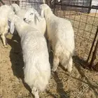 ذبايح طليان نجد وحبص مع الذبح والتوصيل