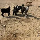 للبيع تيوس وجفار تفريد وجمله