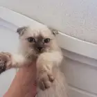 قطة همالايا شوكلت فولد